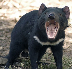 Pussipiru, eli "Tasmanian tuholainen".